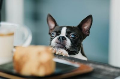 愛犬家コーディネーターがプランニング