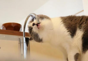 猫の水飲み場