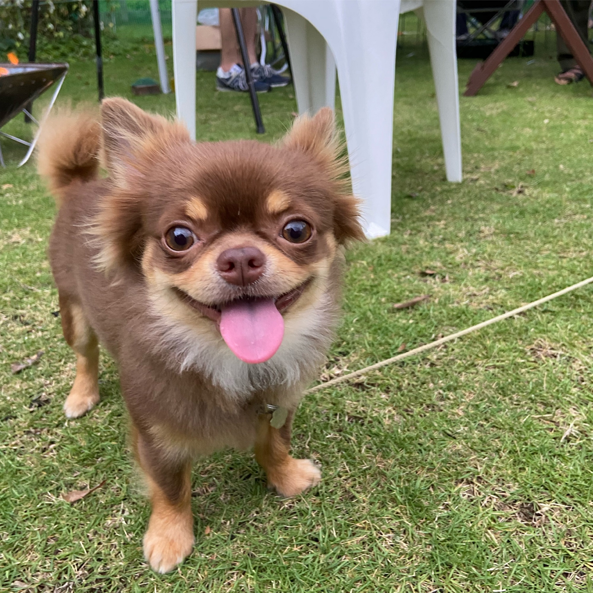 犬と暮らす家 始動！！