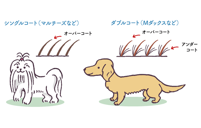 わんちゃんの抜け毛、お悩みですか？🐶