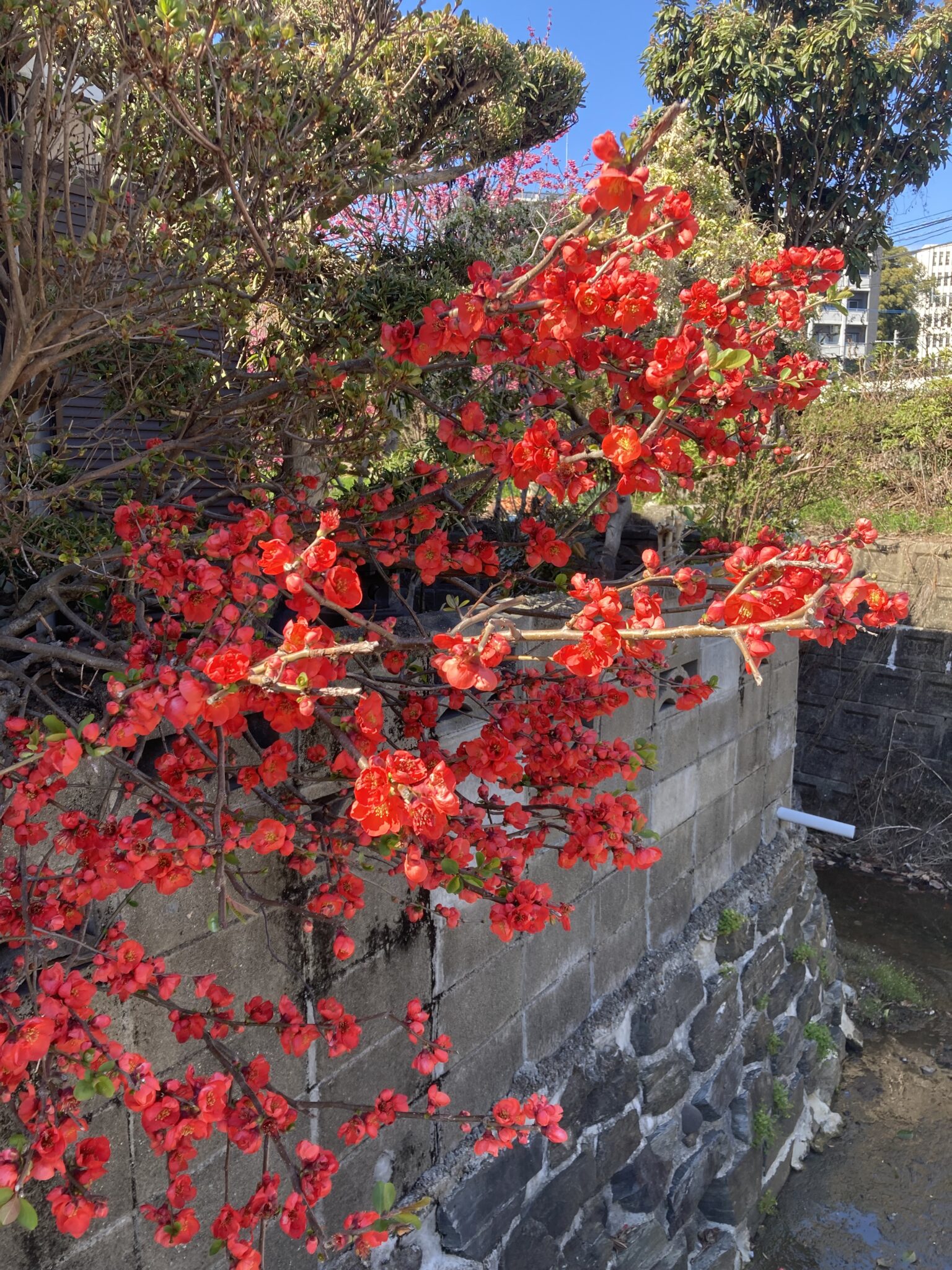 梅は咲いたか、桜はまだかいな