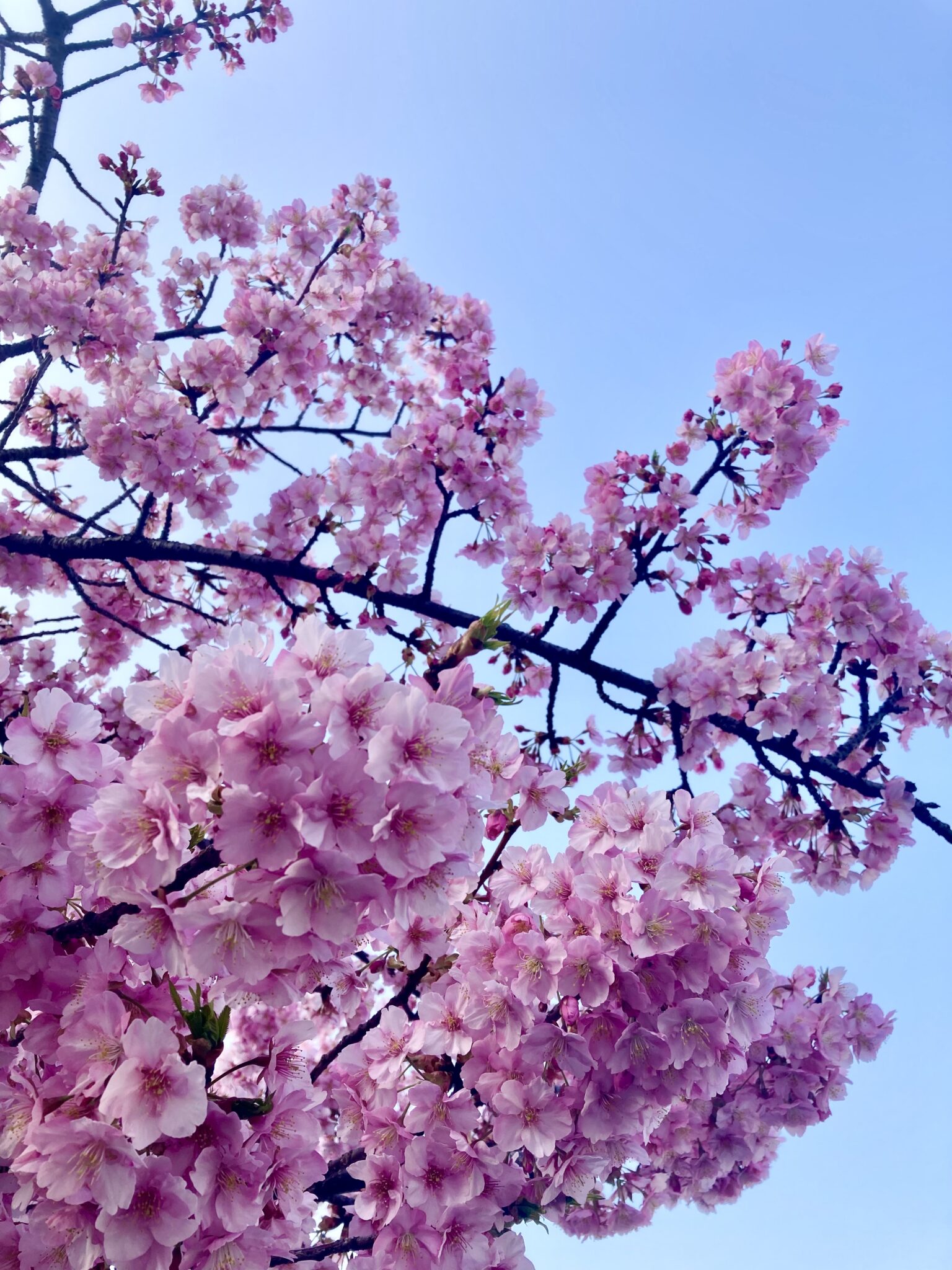 花見🌸散り気味