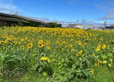 【自然】太陽のように輝く黄色の海！ひまわり畑の魅力に包まれて